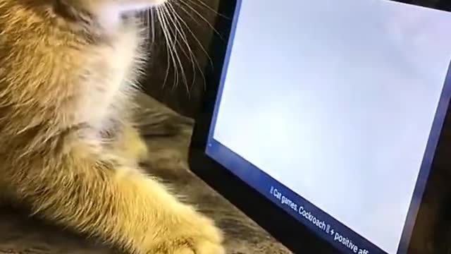 Funny dog and cat LOL