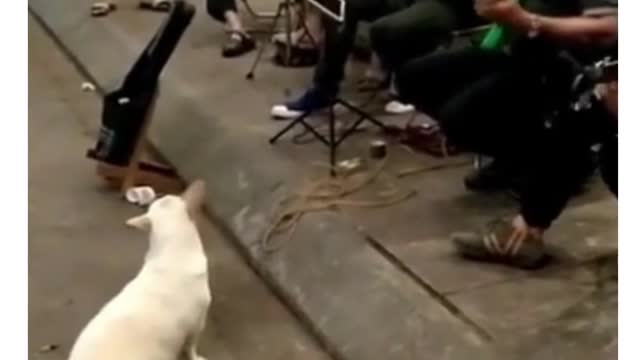 if you swear at this dog he will try bite you #shorts #funny# funnypets#animals