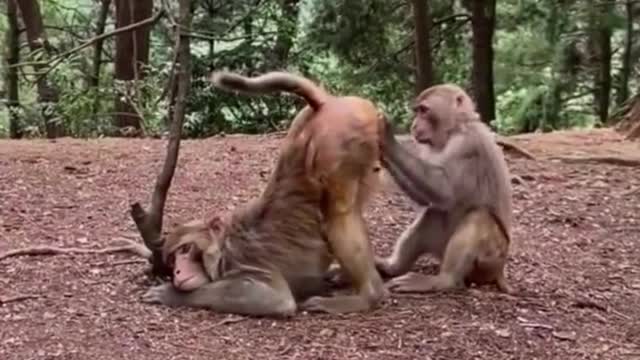 A monkey enjoying his friend