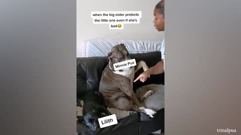 Funny video with pitbull dog