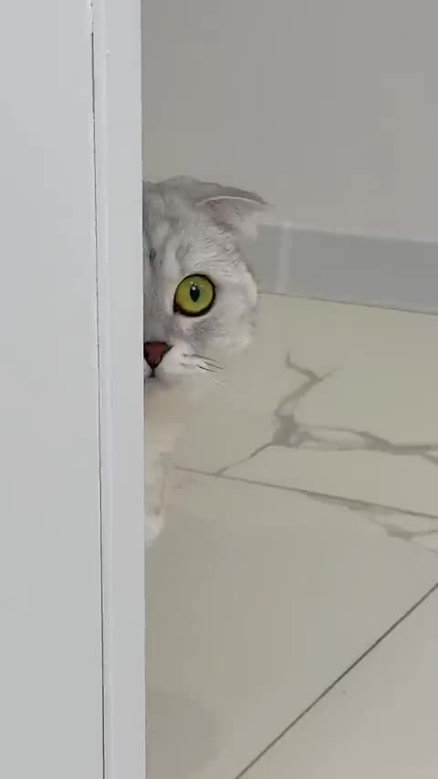 There was no trace of Sonya_s pranks -- _cat _cats