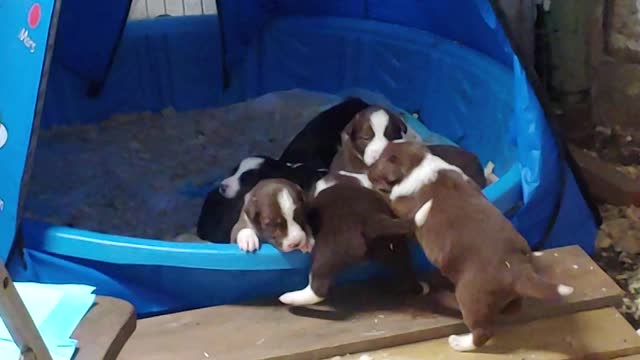 TERRA BYTE's puppies