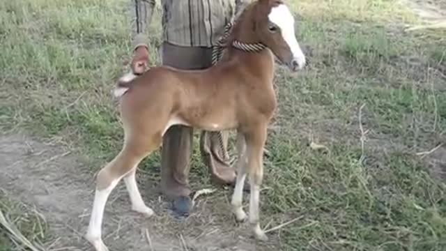 10 days old filly