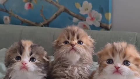 Discussion between three cute cat😻😻😻