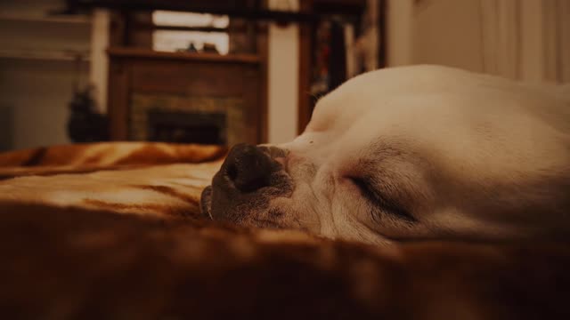 À travers les yeux de votre chien.