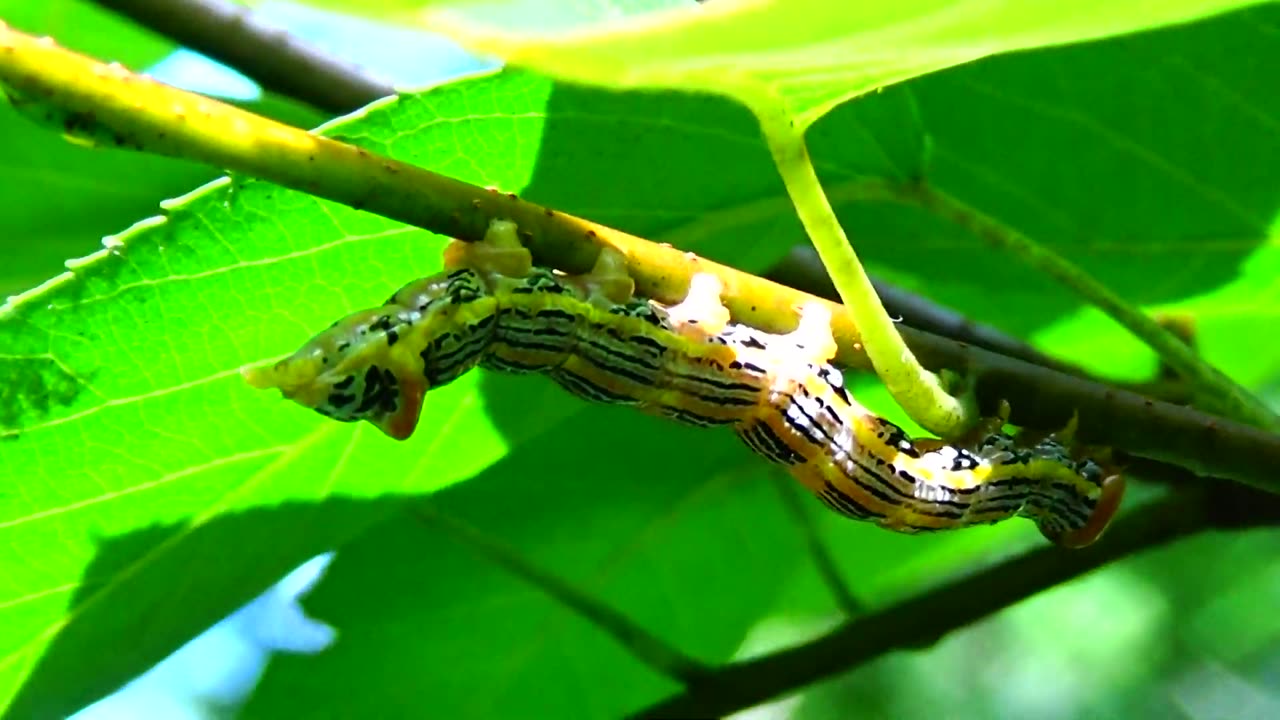 Caterpillar