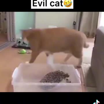 Viral funy tiktok video