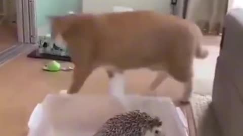 Viral funy tiktok video