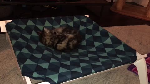 Chrissy discovers her own tail