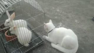 Beauty of Cat And Rabbits Melting Hearts