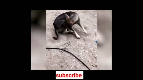 Funny animals videos /cat, dog,and other animals