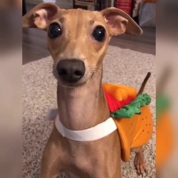 How beautiful this seriousness♥️♥️🥰