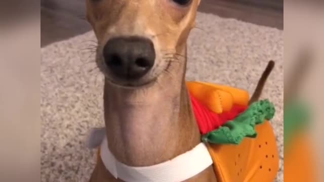 How beautiful this seriousness♥️♥️🥰