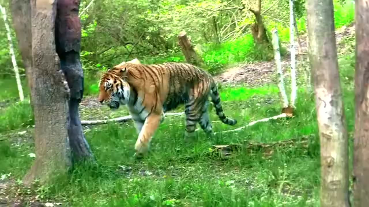 Tiger's walking