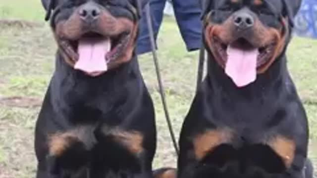 Pit Monster vs Rottweiler | Quem é mais forte?