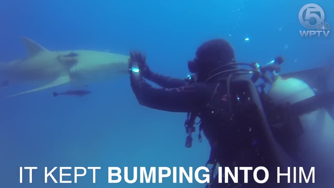 Diver pulls hook out of female lemon shark