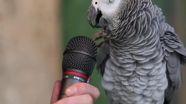 Parrot language