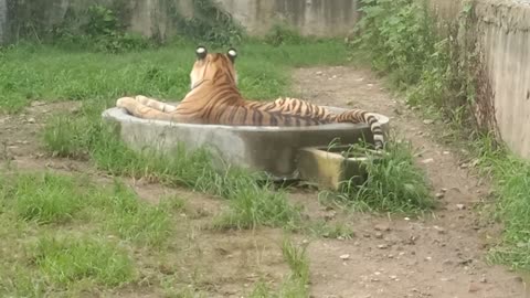 Tiger lying in the pool to resist the hot weather