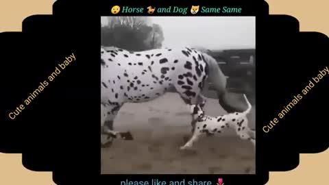 Funny 🤣 Animals Part -1