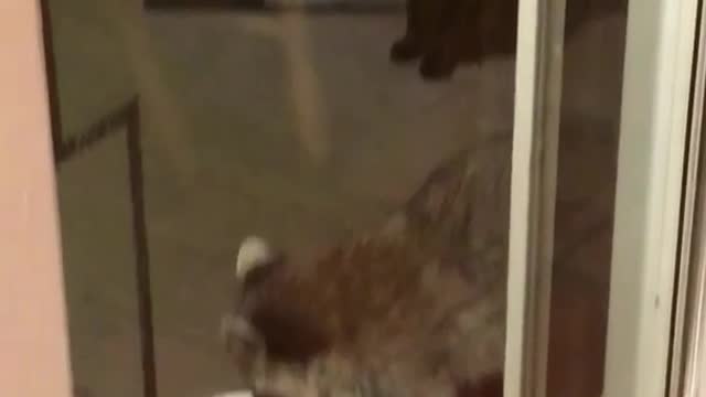 Racoon eating food