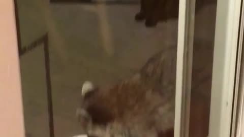 Racoon eating food