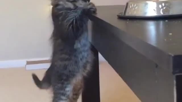 Naughty kitten