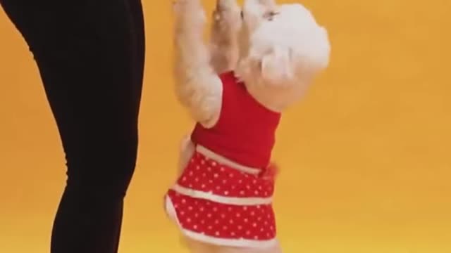 Dog training videos