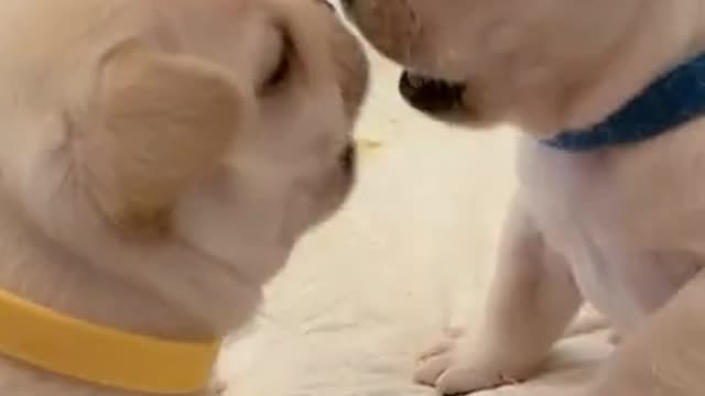 My dog fights every day. Which one should I help