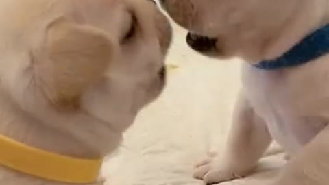 My dog fights every day. Which one should I help