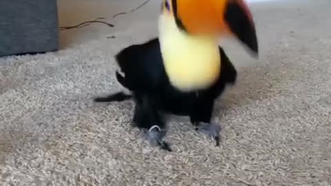 Cute bird video
