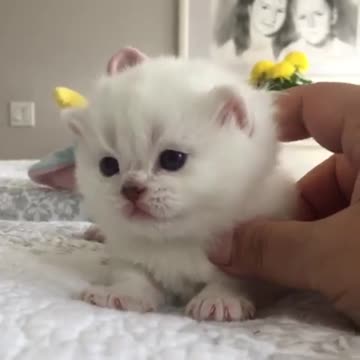 Cute Pets And Funny Animals -EXPLORE ANIMALS LIFE