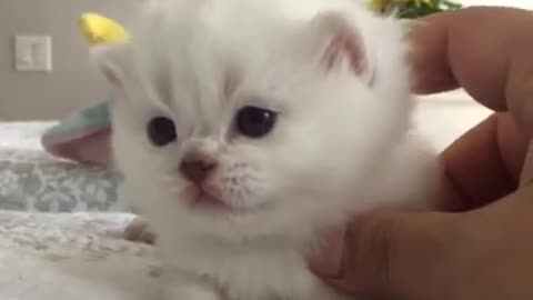 Cute Pets And Funny Animals -EXPLORE ANIMALS LIFE