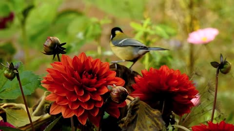 "Serene Moments: Bird Perched on Vibrant Red Flowers"