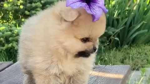 So funny dogs videos