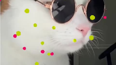 Cat having fun