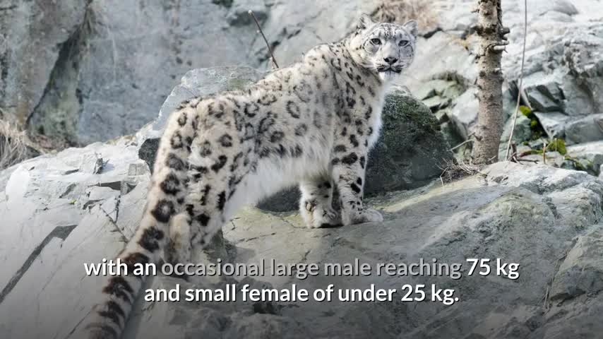 snow leopard . the king of snow area.