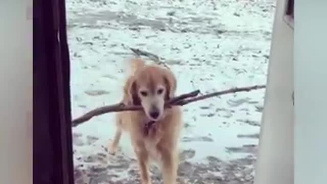 Funny Animal Video 2021