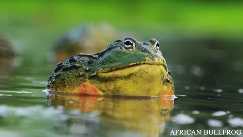 AFRICAN WILDLIFE 8K Ultra HD- Animals With Real Sound