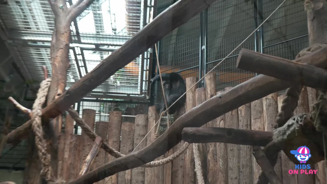 Animals reaction in Zoo.