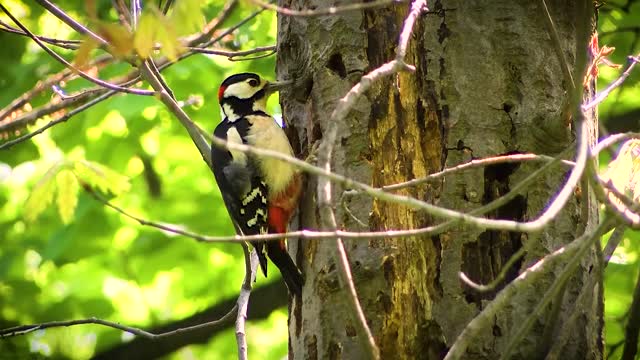 Very cool video of woodpecker digging into tree stumps