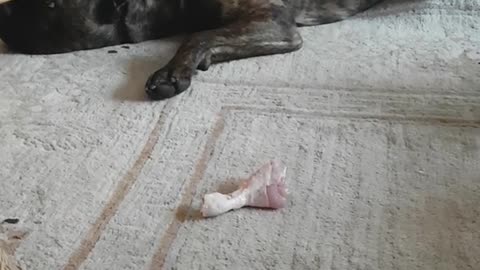 Black grey dog rolls around on white carpet near bones and barks and whines