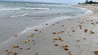 20210514 Slow Motion Sandpiper