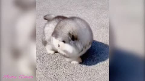Baby Alaskan Malamute Cutest and Funniest Moments