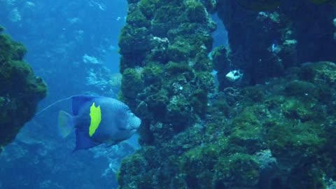 Shark and Colorful Fishes Roaming The Ocean