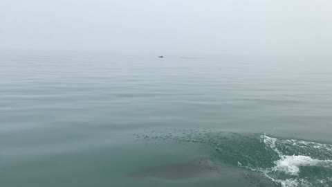 Dolphins Playing