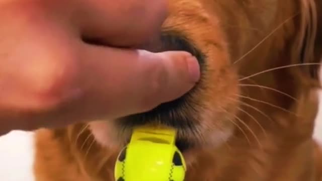 Canine Plays Whistle From Nose Very Funny and Cute.