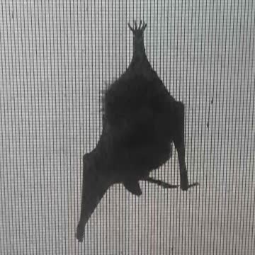 Beatrice the Bat Wakes Up & Cleans Her Wings