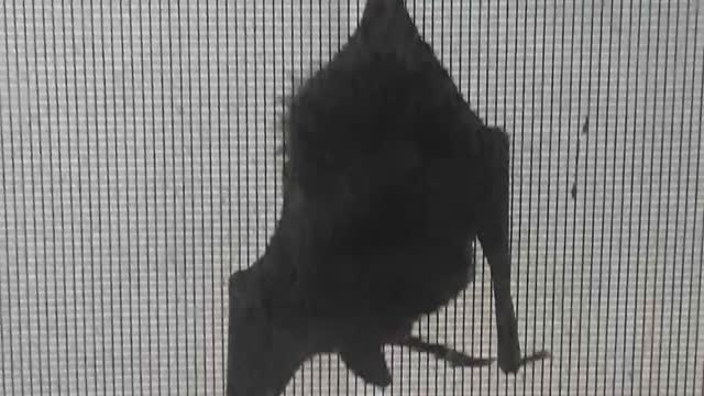 Beatrice the Bat Wakes Up & Cleans Her Wings