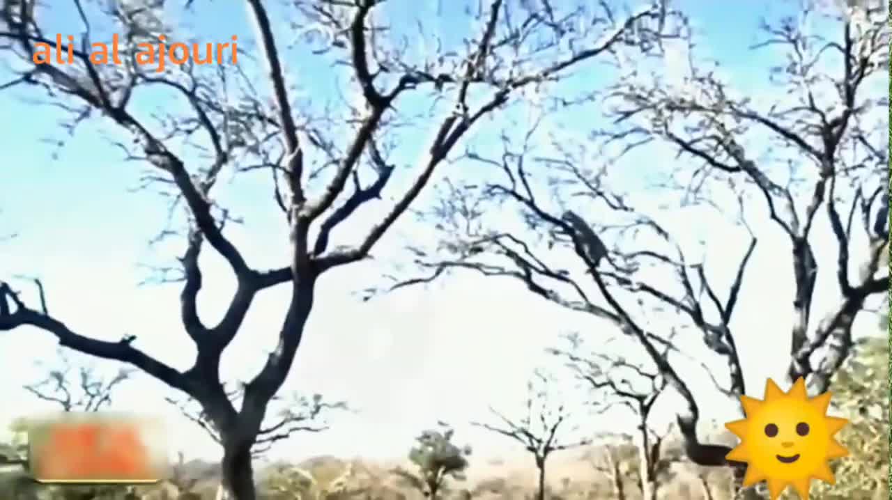 A cheetah attacks a group of monkeys and preys on a baby monkey. See what happened