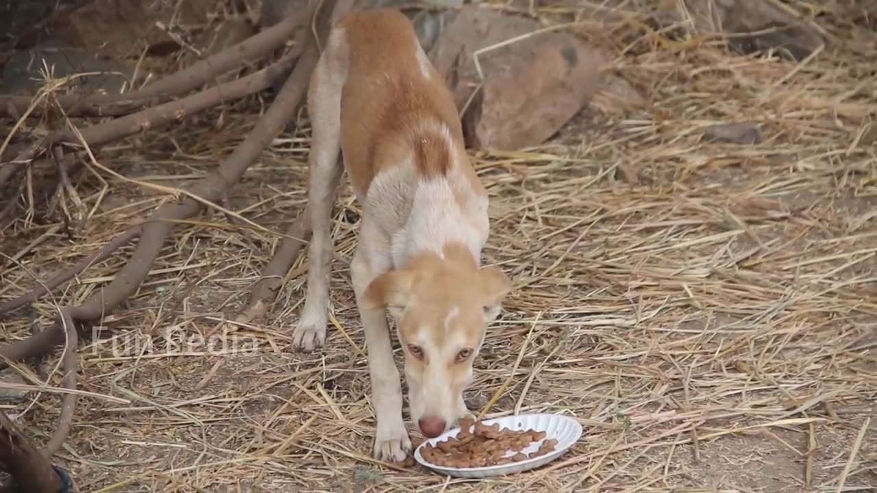 Funny animal video funniest cat and dog 😆🤔🤫